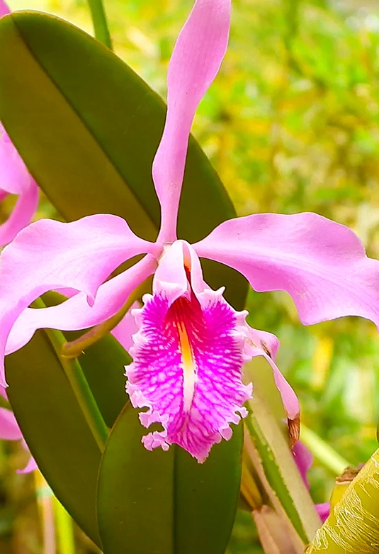 Vivero Orquídeas Amazónicas