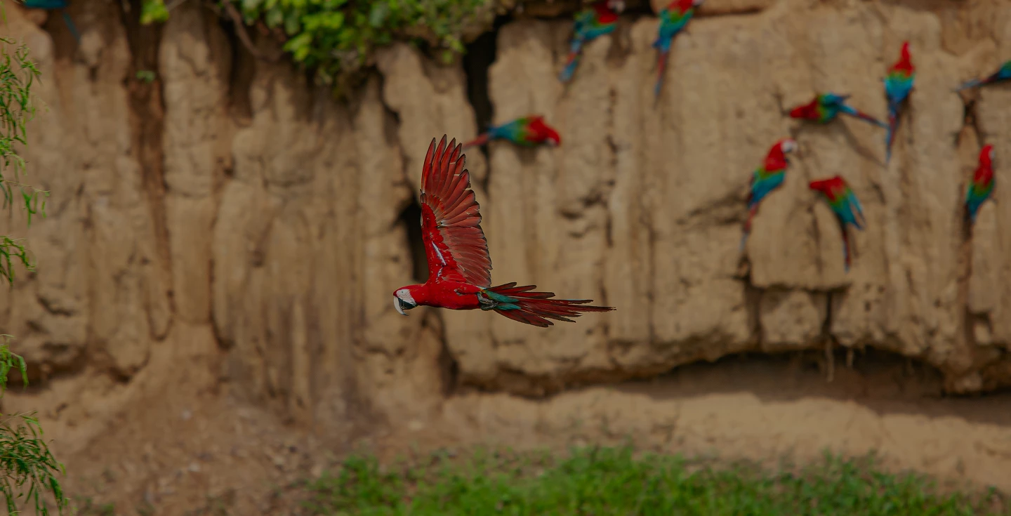Parque Nacional del Manu