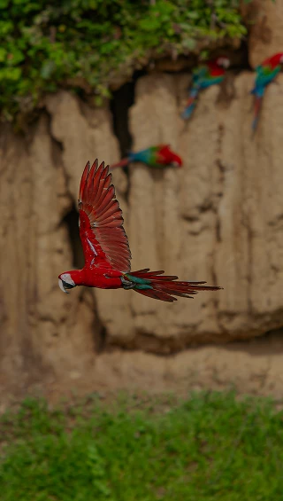 Parque Nacional del Manu