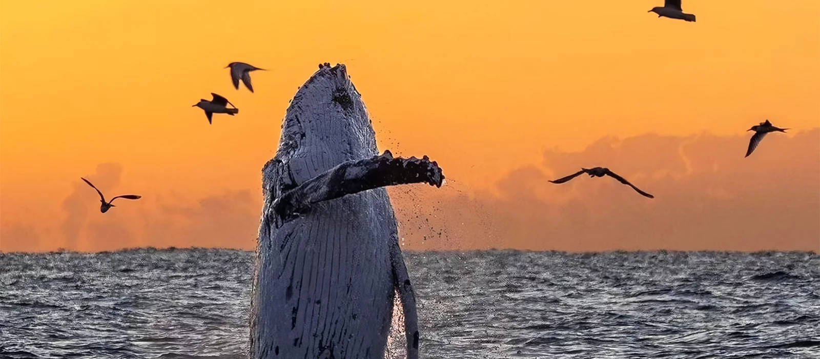 ¡Promociona tu negocio en Y Tú Qué Planes!