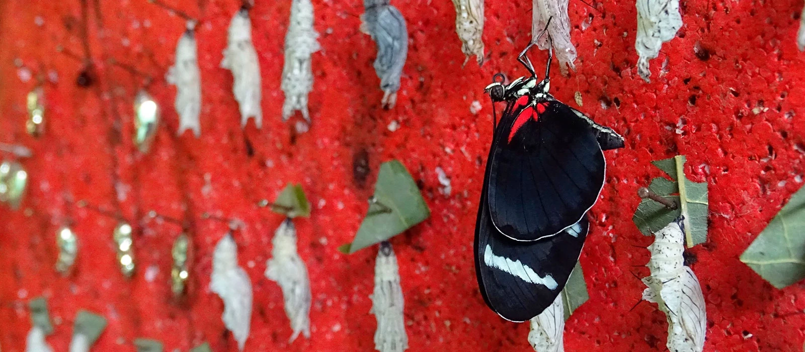 ¡Promociona tu negocio en Y Tú Qué Planes!