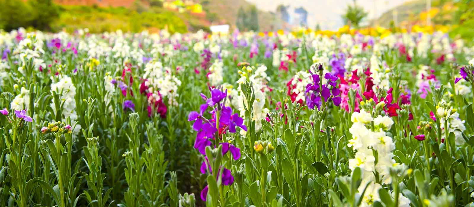 ¡Promociona tu negocio en Y Tú Qué Planes!