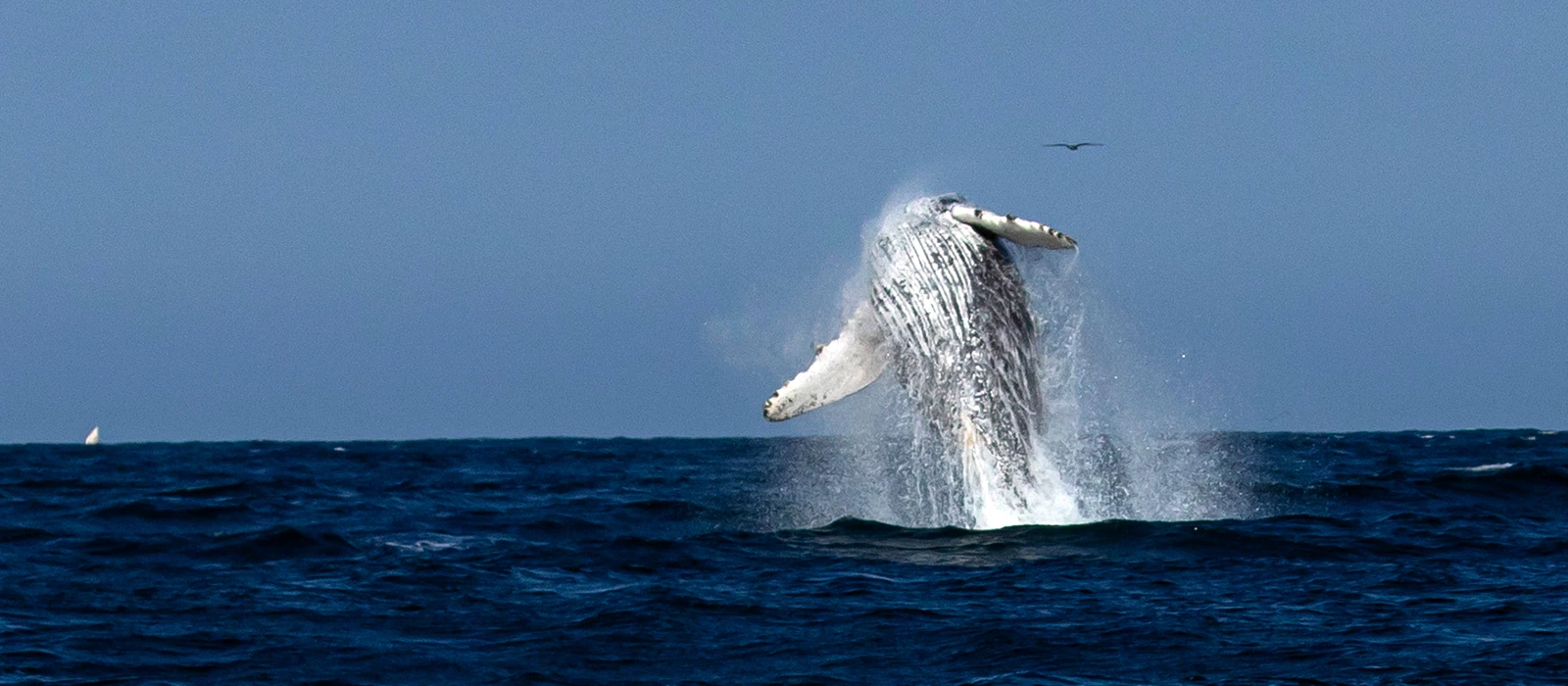 ¡Promociona tu negocio en Y Tú Qué Planes!