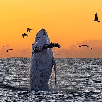 Conoce a Sami, la ballena que conquista corazones en el norte del Perú