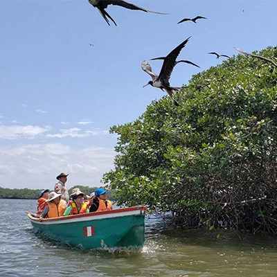 Manglares de Tumbes y Piura: escápate hacia un viaje mágico lleno de vida
