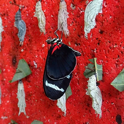 ¿Sabías que en Iquitos se encuentra un asombroso criadero de mariposas? Bienvenido a Pilpintuwasi