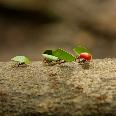 Puerto Maldonado: explora la paz y naturaleza del corazón amazónico