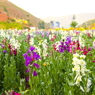 Tarma: descubre en las alturas un valle de flores que simplemente te enamorará