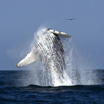 Avistamiento de ballenas en Perú: vive la experiencia de forma responsable