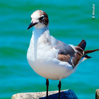 Puerto Eten: la ruta mágica que unió a Lambayeque con el mundo