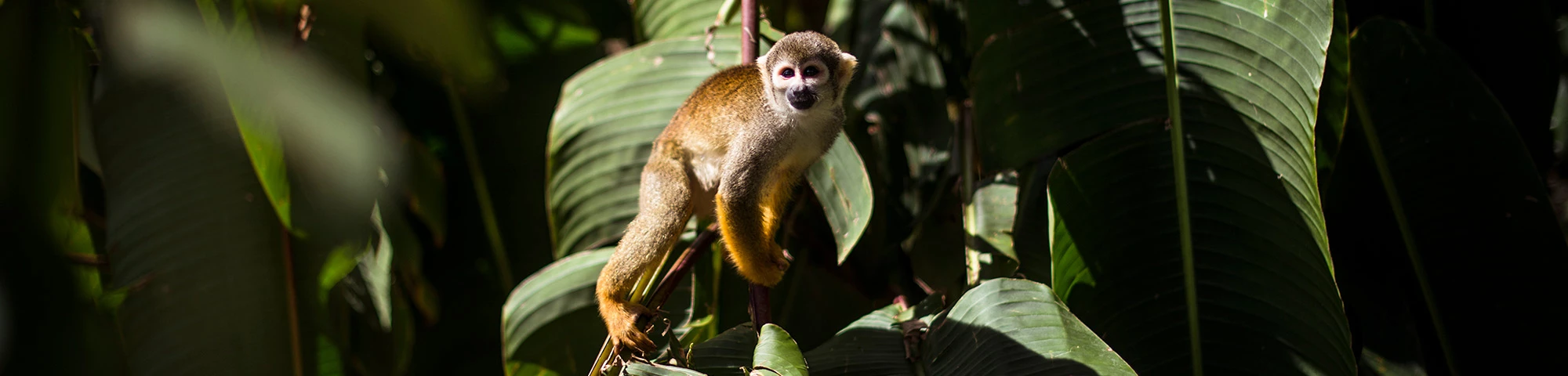 Festival Biofest: naturaleza y turismo se unen en Madre de Dios