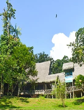 Exploración Profunda en la Selva Amazónica