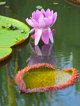 Explore la Naturaleza y Vida Silvestre del rio Amazonas