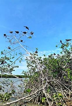 Manglares de Puerto Pizarro