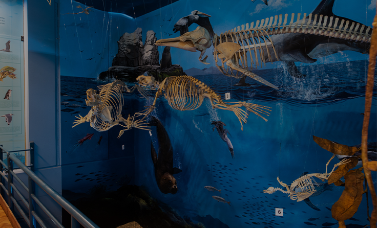 Museo de Historia Natural