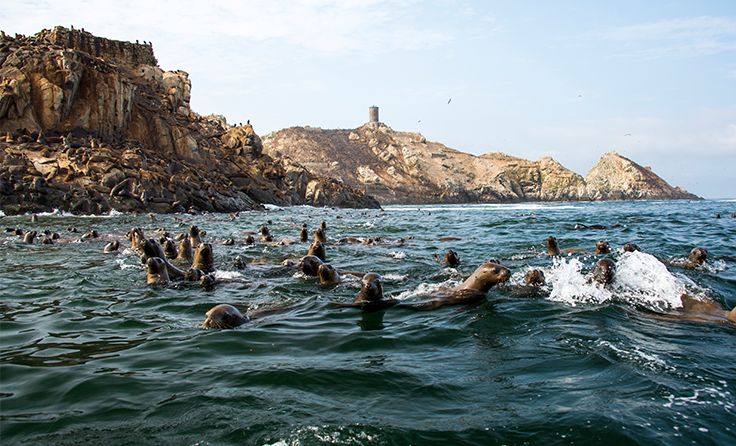 Reserva Nacional Sistema de Islas, Islotes y Puntas Guaneras - Islotes Palomino