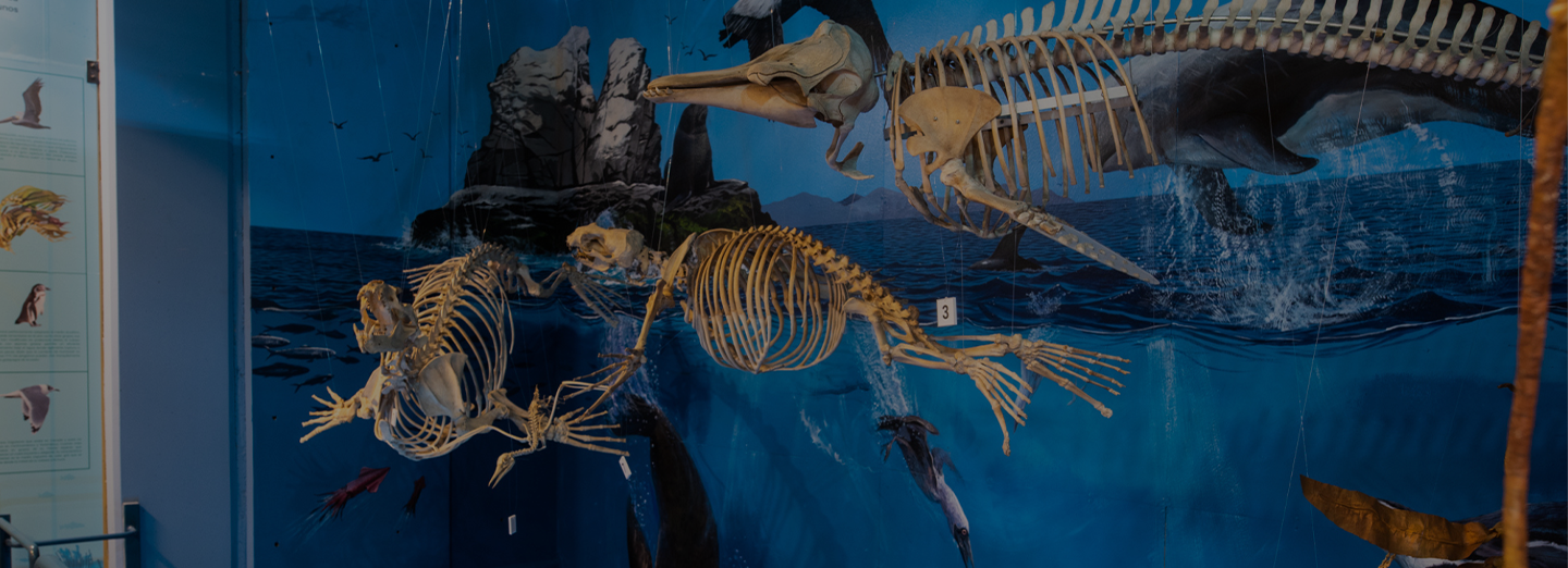 Museo de Historia Natural