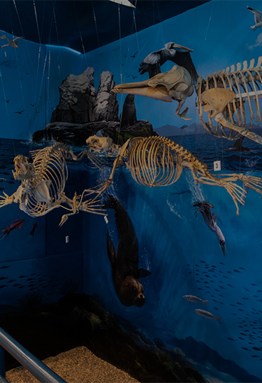 Museo de Historia Natural