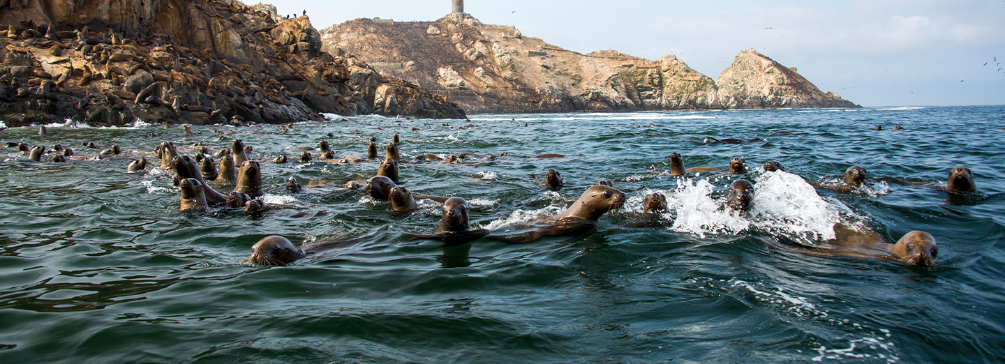 Reserva Nacional Sistema de Islas, Islotes y Puntas Guaneras - Islotes Palomino