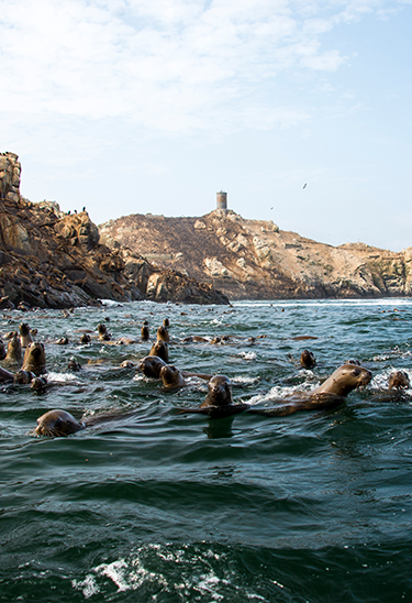 Reserva Nacional Sistema de Islas, Islotes y Puntas Guaneras - Islotes Palomino